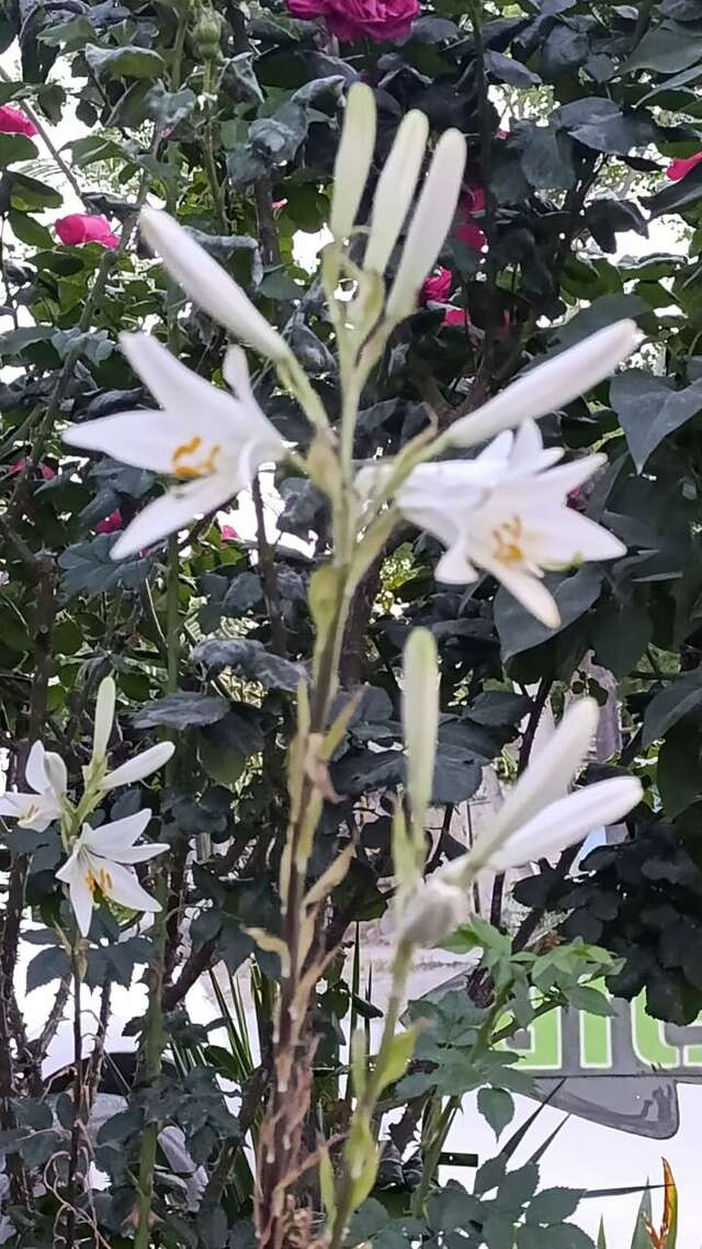 Гостиница Крепость Кафа Феодосия-150